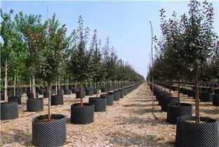 喬木種植實現100%成活率 園林綠化工程施工的核心要點與實戰指南